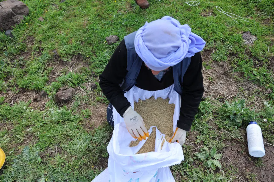 Kilosu 350 TL’ye kadar çıkıyor, tohumunun tonu ise tam 140 bin lira. 7 yılda bir ekilen o pirincin sırrı ne? 3 Kilosu 350 TL’ye kadar çıkıyor, tohumunun tonu ise tam 140 bin lira. 7 yılda bir ekilen o pirincin sırrı ne? 3