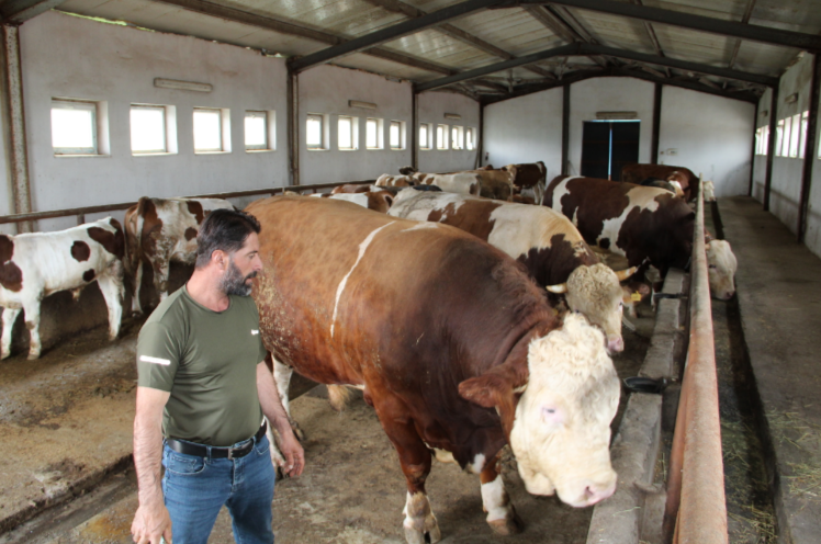 Alıcısını bekliyor, tam 1,5 ton. Tosun Paşa pazarın yıldızı oldu