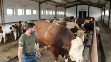 Alıcısını bekliyor, tam 1,5 ton. Tosun Paşa pazarın yıldızı oldu