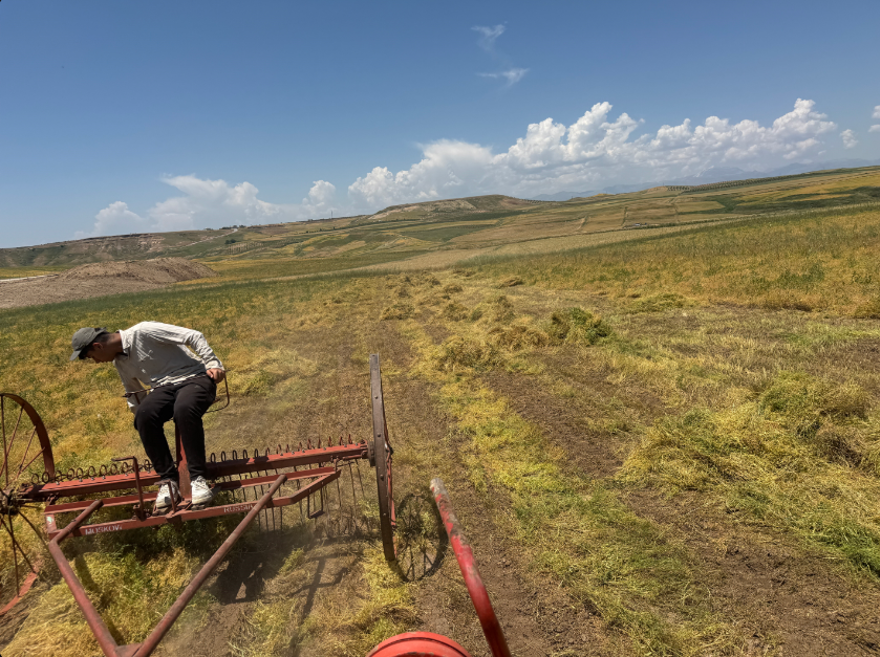 Hasat başladı, çiftçinin yüzü güldü. Bölge ekonomisinin can damarı olan mercimek bereketli geldi 1