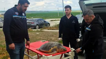 Balıkçıların ağına ölü caretta takıldı