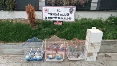 Tekirdağ'da yasa dışı hayvan ticareti: İş yeri sahibine para cezası