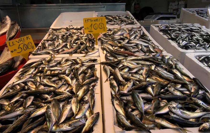 "VATANDAŞ BU SENE HAMSİYE DOYDU
 2