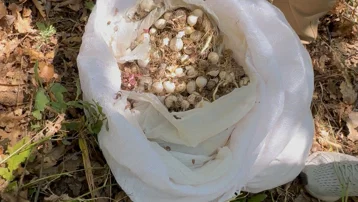 Tunceli'de endemik dağ sarımsağı toplayan 3 kişiye 2 milyon 97 bin lira ceza