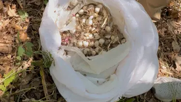 Tunceli'de endemik dağ sarımsağı toplayan 3 kişiye 2 milyon 97 bin lira ceza