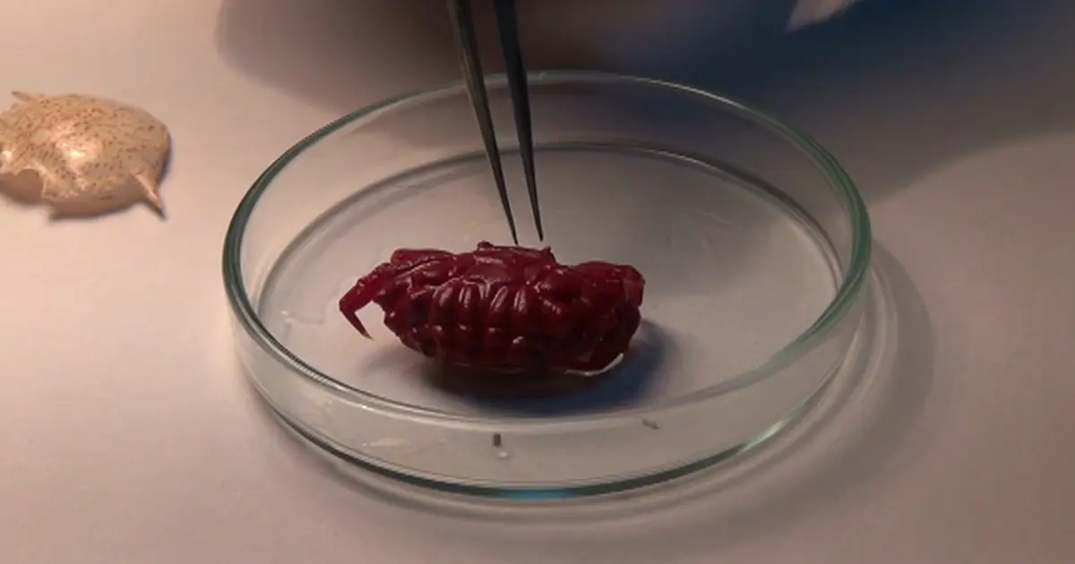 Yeni yengeç türü Hint-Pasifik'ten Türkiye'ye geldi, ilk kez görüntülendi