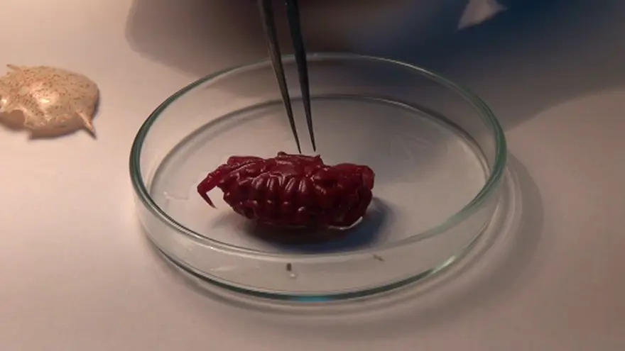 "TROPİKLEŞMENİN SOMUT GÖSTERGESİ" 1