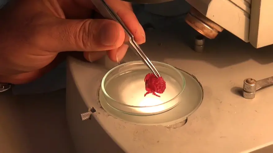 Yeni yengeç türü Hint-Pasifik'ten Türkiye'ye geldi, ilk kez görüntülendi  