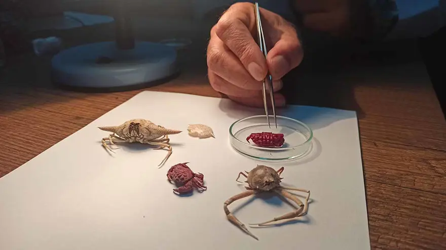 TÜRKİYE DENİZLERİNE 45 YABANCI YENGEÇ VE KARİDES TÜRÜ GİRDİ 3