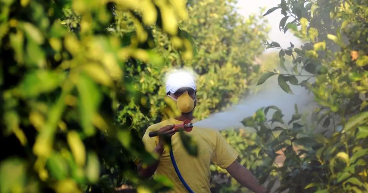 Bitkiye ilaç artık reçeteyle alınacak. 5 soruda "B-Reçete" uygulaması