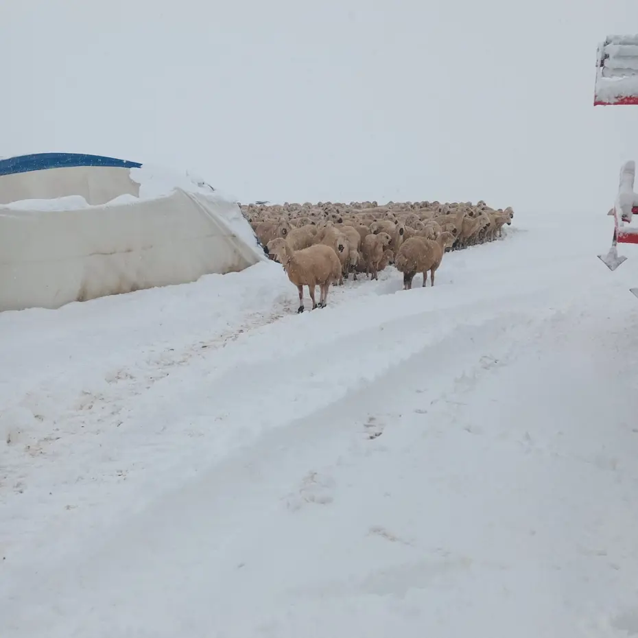 Kar kütlesi nedeniyle çadır çöktü, koyunlar telef oldu