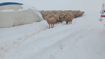 Kar kütlesi nedeniyle çadır çöktü, koyunlar telef oldu