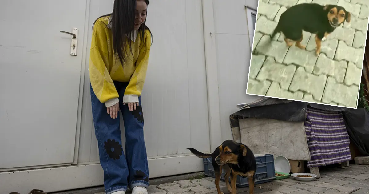 Bu video 30 milyon izlendi. "Hanimiş benim tontişim" ile tanınıyor. "Herkes Boncuk'u görmek için ulaşıyor"