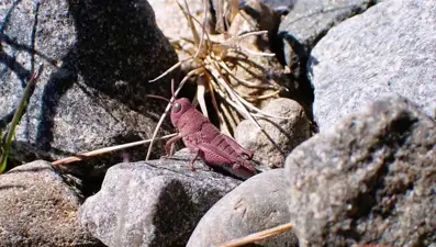 Çok nadir görülen pembe çekirge fotoğraflandı: “Tarih öncesinden kalmış gibi”