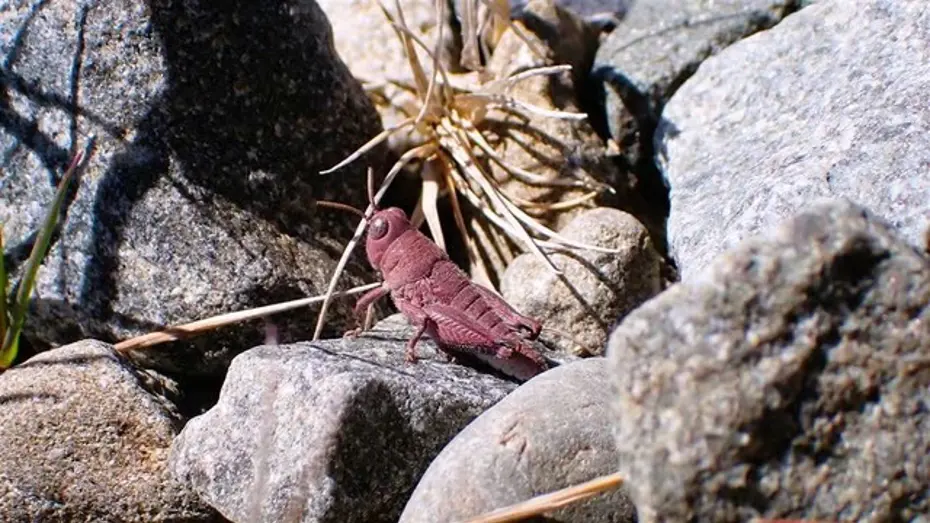 Çok nadir görülen pembe çekirge fotoğraflandı: “Tarih öncesinden kalmış gibi” - teknoloji kategorisinde Arda Narman tarafından yazılan haber görseli