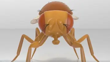 Bilim insanları bir sinek beynini gerçekten bilgisayara yükledi mi?