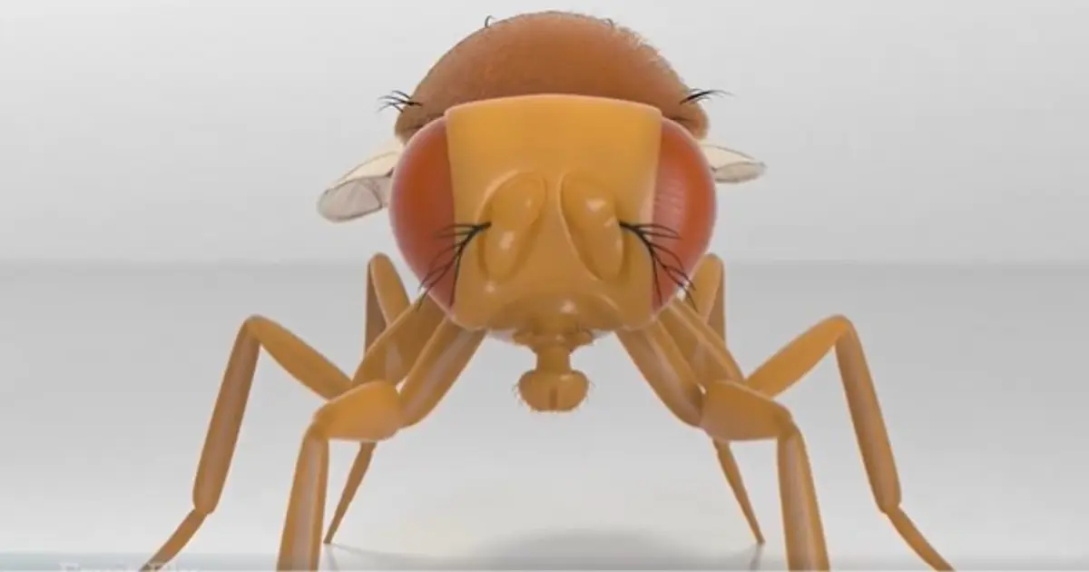 Bilim insanları bir sinek beynini gerçekten bilgisayara yükledi mi?