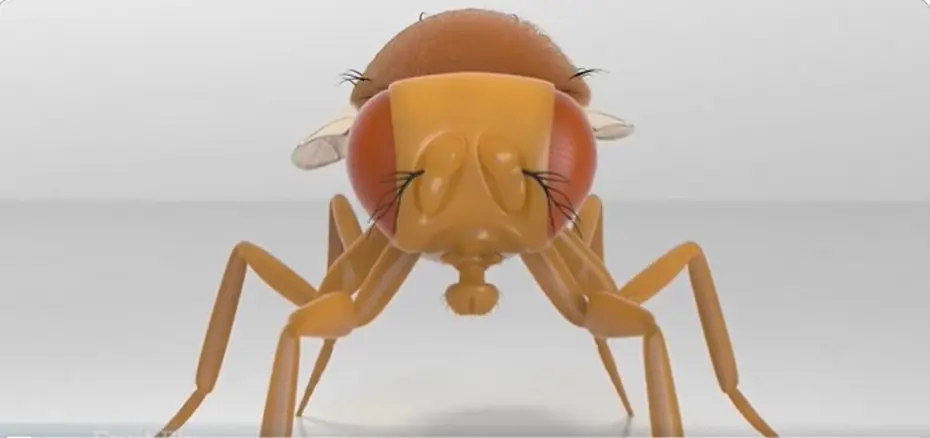 Bilim insanları bir sinek beynini gerçekten bilgisayara yükledi mi?