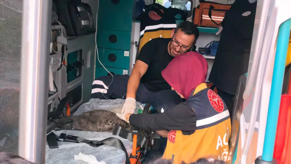 Yangında dumandan etkilenen Duman ve 2 yavrusu kalp masajıyla kurtarıldı
