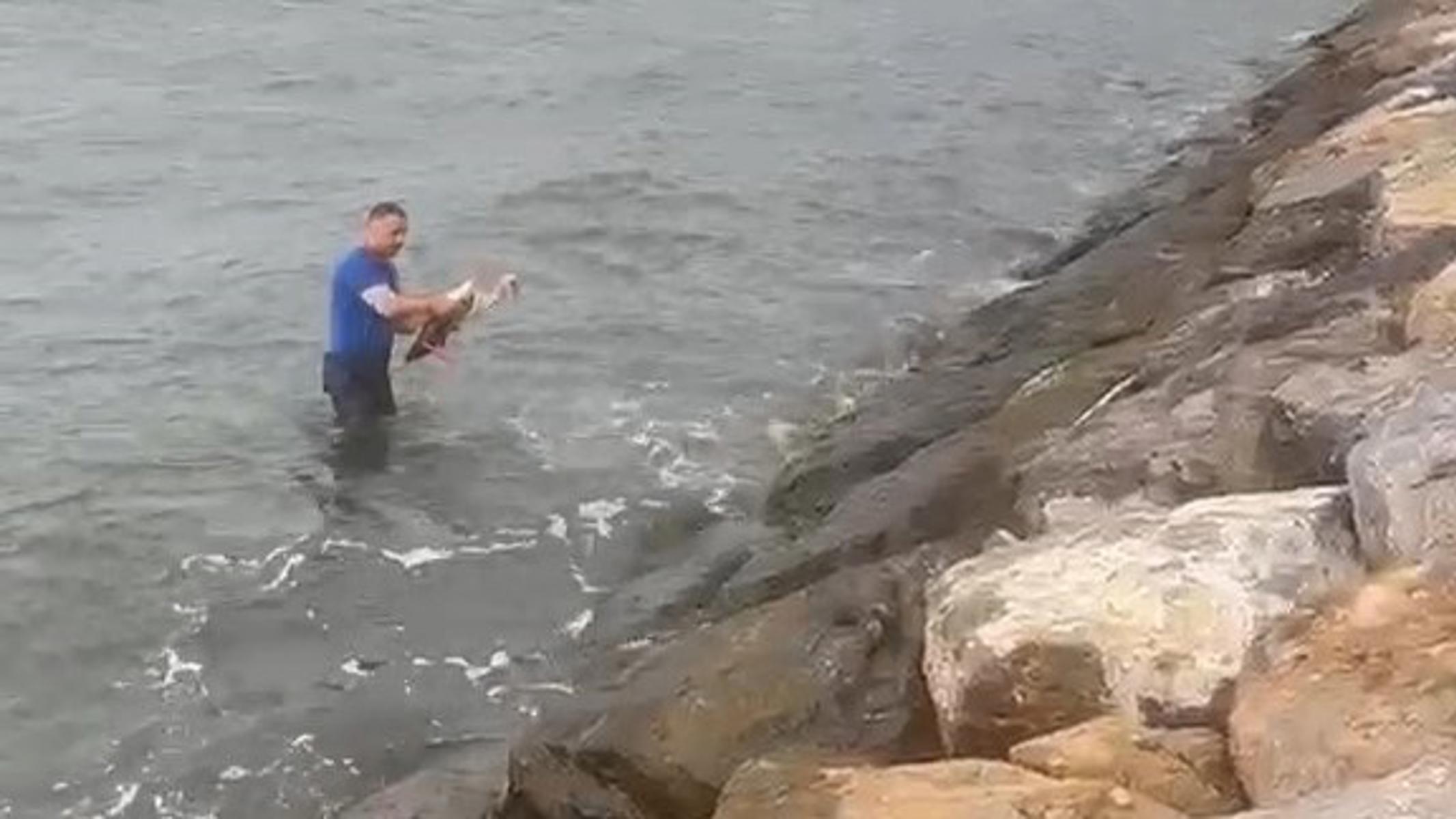 Belediye görevlisi denize düşen yaralı leyleği suya girerek kurtardı