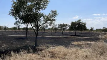 Konya'da ağaçlık alanda çıkan yangın korkuttu