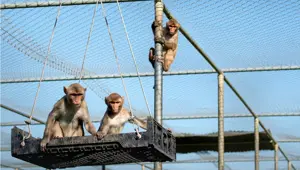 Fransa'da laboratuvar maymunu merkezini genişletme planına öfke yağdı