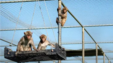 Fransa'da laboratuvar maymunu merkezini genişletme planına öfke yağdı