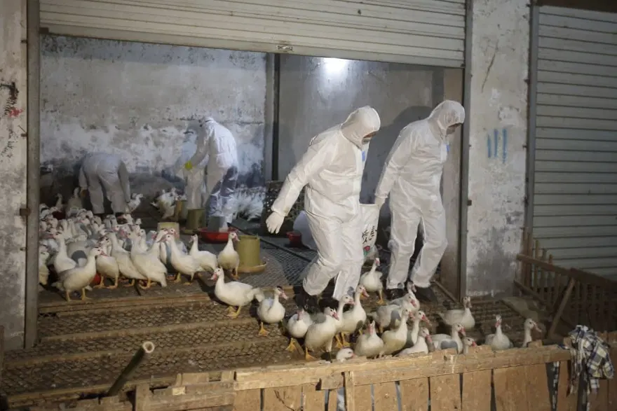 İlk kez bir memelide H5N1 kuş gribi tespit edildi 2
