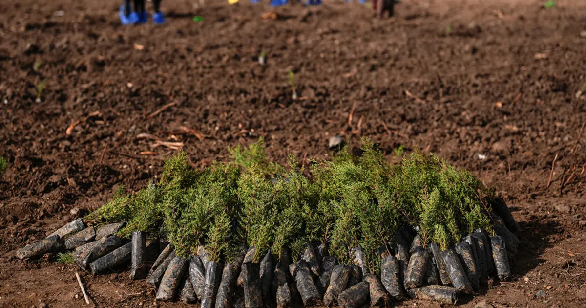 Milli Ağaçlandırma Günü'nde rekor