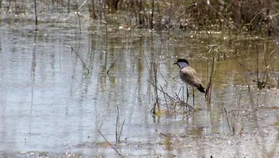 Göç yolu üzerindeki Hatay'ı 233 kuş türü ziyaret etti