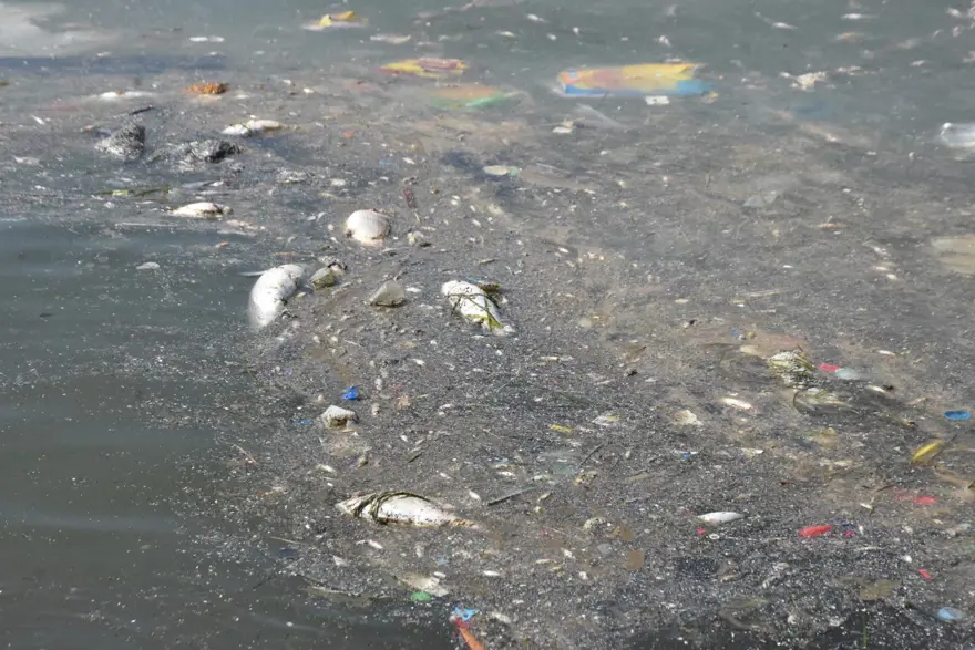 İzmir’de endişe yaratan görüntü: Yüzlerce ölü balık kıyıya vurdu 