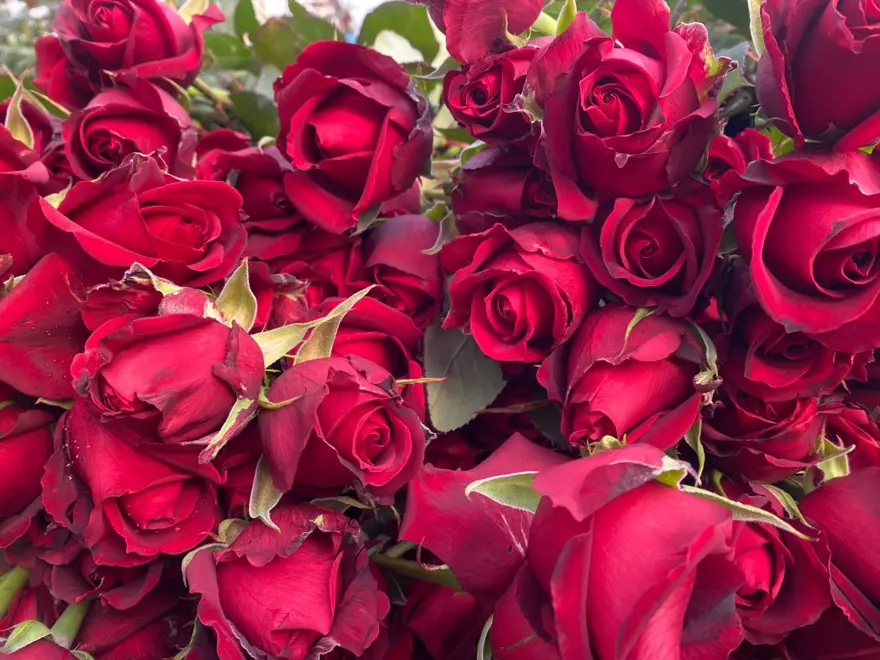 Sevgililer Günü gül üreticisinin yüzünü güldürecek: Demeti 800 TL'den başlıyor 2