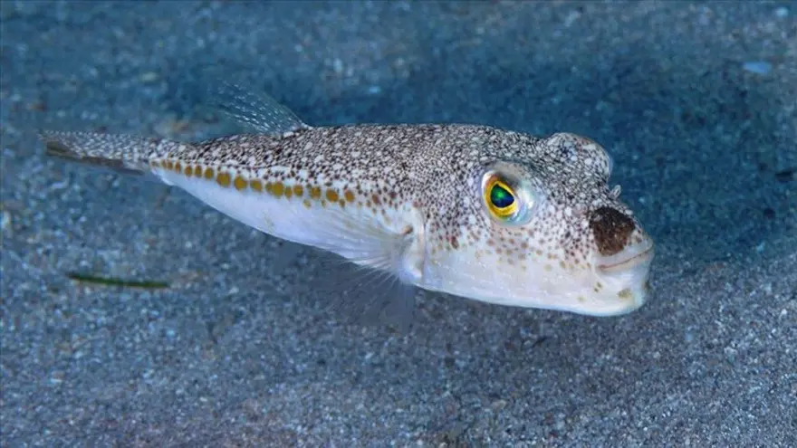 “AKDENİZ’DE 8 BİN 500’DEN FAZLA MAKROSKOBİK DENİZ CANLISI YAŞIYOR” 3