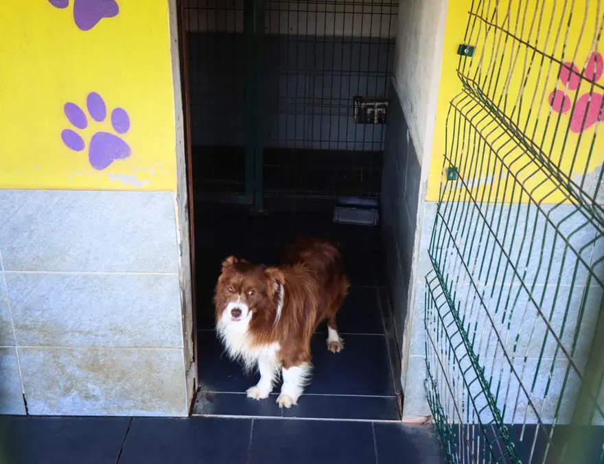 Kedi köpek otelinde bayram yoğunluğu 6 Kedi köpek otelinde bayram yoğunluğu 6