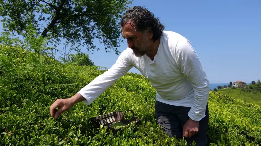 Beyaz çay hasadı başladı (Kilosu 4 bin 500 lira) 6 Beyaz çay hasadı başladı (Kilosu 4 bin 500 lira) 6