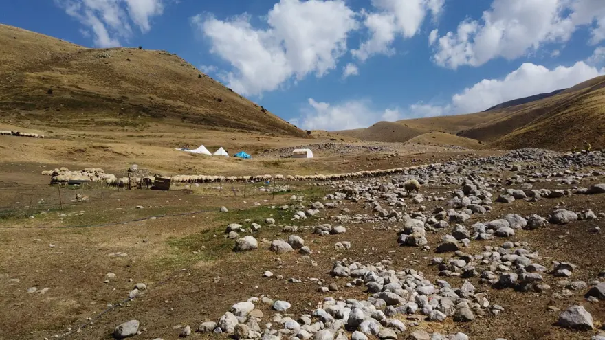 Tescilli Erzincan tulum peynirinin yayladan sofraya yolculuğu 5