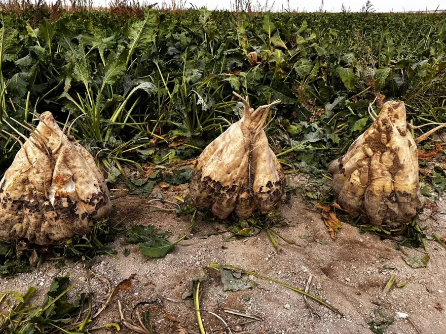 Tam 24 kiloluk, görenleri şaşırttı: Konya'da hasat edildi 1