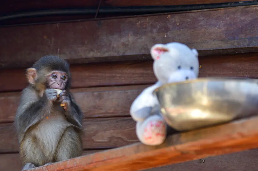 Koli içinde bulunmuştu: "Fıstık"a Antalya havası yaradı 6