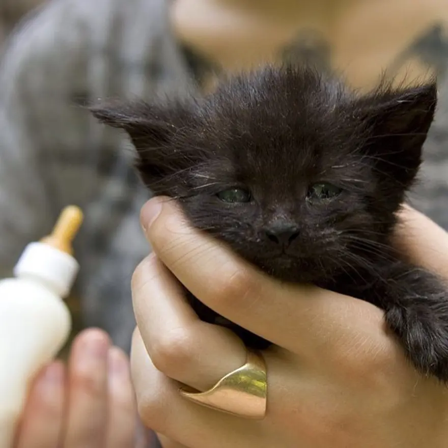 Hayatını kedileri kurtarmaya adadı 131