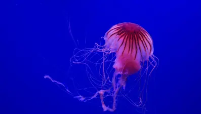 Bilim insanları, gençleşme yeteneğine sahip “ölümsüz denizanası”nın genetik kodlarını çözdü