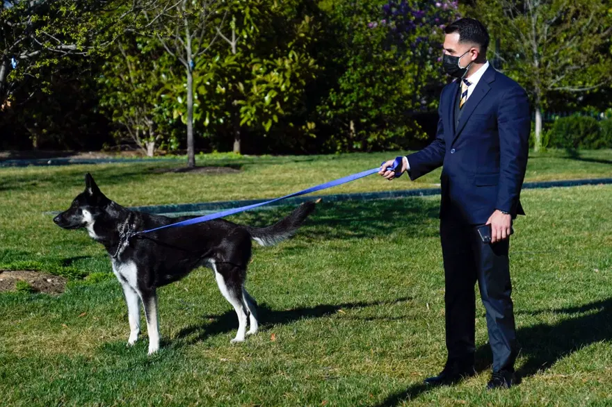 Beyaz Saray çalışanlarını ısıran Major Biden özel eğitim alacak 3