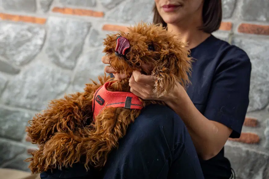 Psikolojik sorunlar yaşayan "Muffin " travmayı aşmaya çalışıyor: Güven duygusu yeniden aşılanıyor 4 Psikolojik sorunlar yaşayan "Muffin " travmayı aşmaya çalışıyor: Güven duygusu yeniden aşılanıyor 4