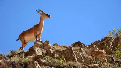Şırnak'ta yaban keçisi avına 660 bin lira ceza
