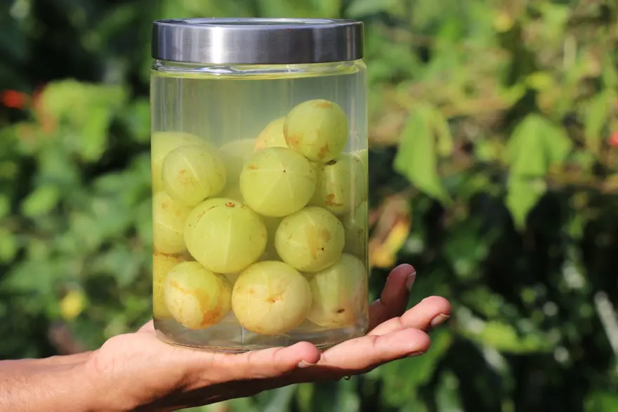 Yüksek tansiyonu kontrol etmeye yardımcı: Sabahları tüketmek gerekiyor 