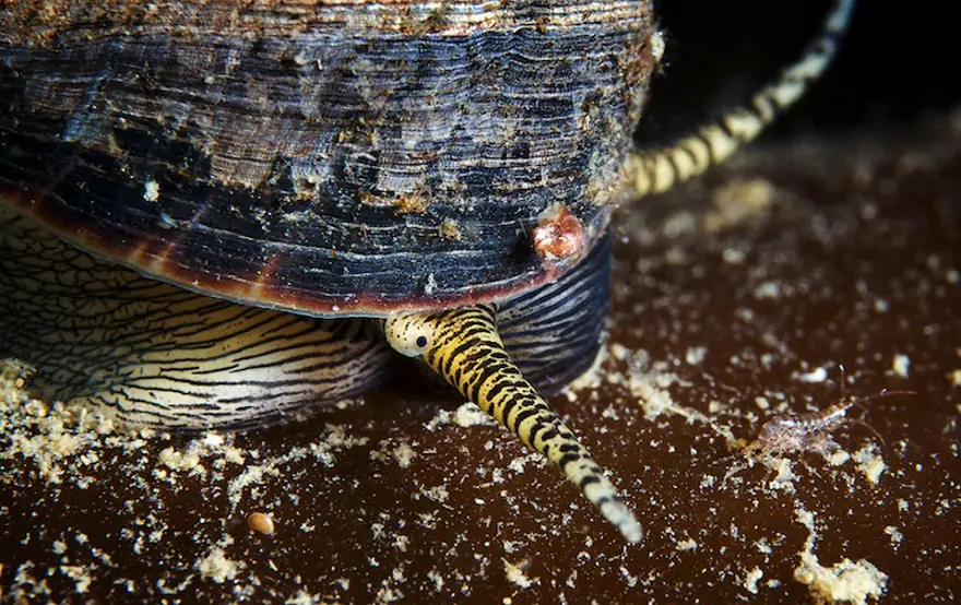 Beyaz Deniz'in harikaları 101