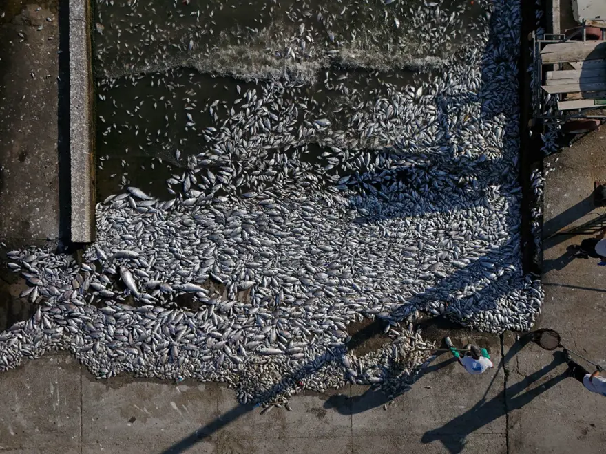 İzmir Körfezi'nde korkutan tablo! Balık ölümleri devam ediyor 2