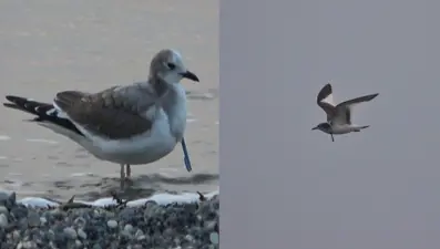 Türkiye’de ilk kez görüntülendi