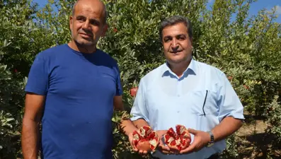 Antalya'da hasat başladı:  14 bin 500 dekar alanda üretim