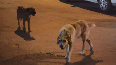 Kütahya'da sahipsiz köpek saldırısı: 4 yaralı