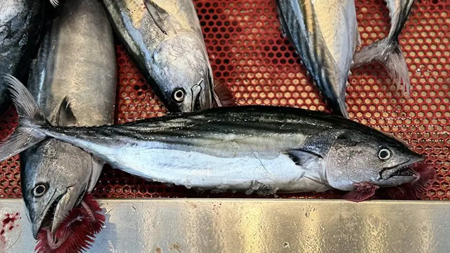 Popülasyon kendini yeniledi, son 19 yılın en yükseği! Türkiye'de palamut bolluğu yaşanıyor 1